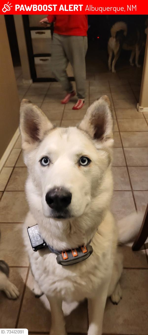 Lost Male Dog last seen Wyoming and Montgomery, Albuquerque, NM 87111