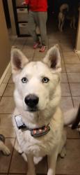 Lost Male Dog last seen Wyoming and Montgomery, Albuquerque, NM 87111