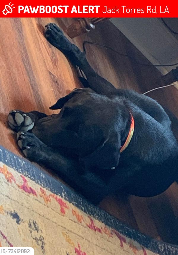 Lost Male Dog last seen Jack Torres Road, Jack Torres Rd, LA 70772