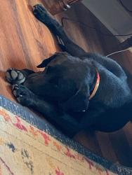 Lost Male Dog last seen Jack Torres Road, Jack Torres Rd, LA 70772