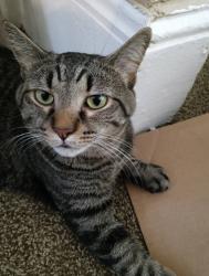 Lost Male Cat last seen E 125th St - Lockwood Ave - Carlyon Rd - Elberon Ave, around that area, Cleveland, OH 44120