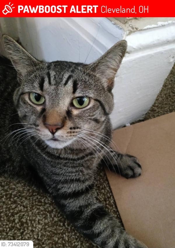 Lost Male Cat last seen E 125th St - Lockwood Ave - Carlyon Rd - Elberon Ave, around that area, Cleveland, OH 44120