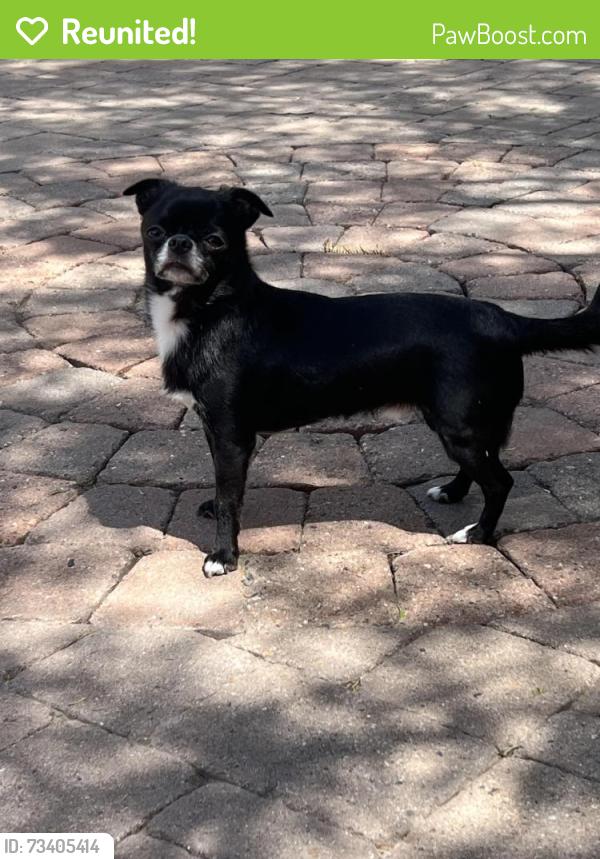 Reunited Male Dog last seen Near peak view rd, cave creek AZ, Scottsdale, AZ 85266