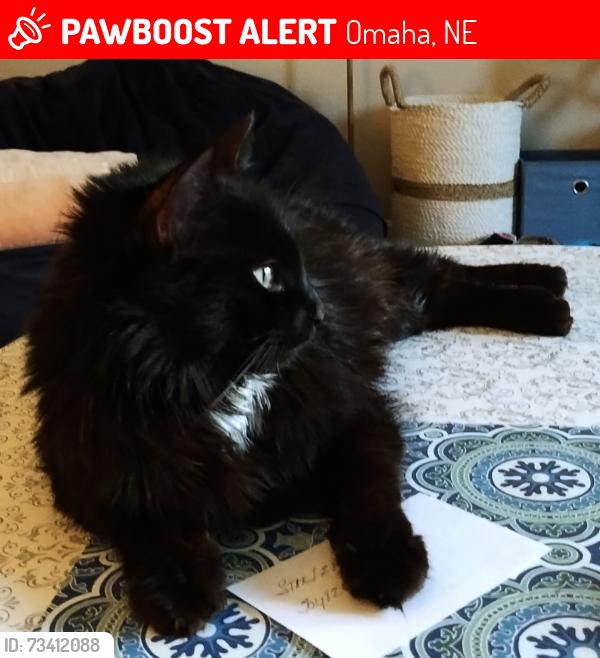 Lost Female Cat last seen U and R Street, Omaha, NE 68127
