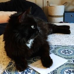 Lost Female Cat last seen U and R Street, Omaha, NE 68127