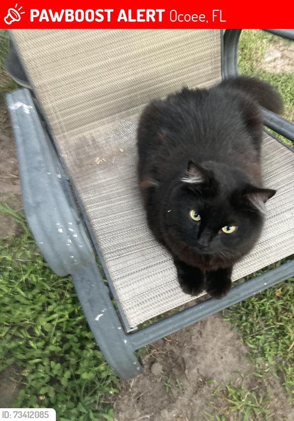 Lost Female Cat last seen Maguire and kentshire, Ocoee, FL 34761