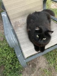 Lost Female Cat last seen Maguire and kentshire, Ocoee, FL 34761