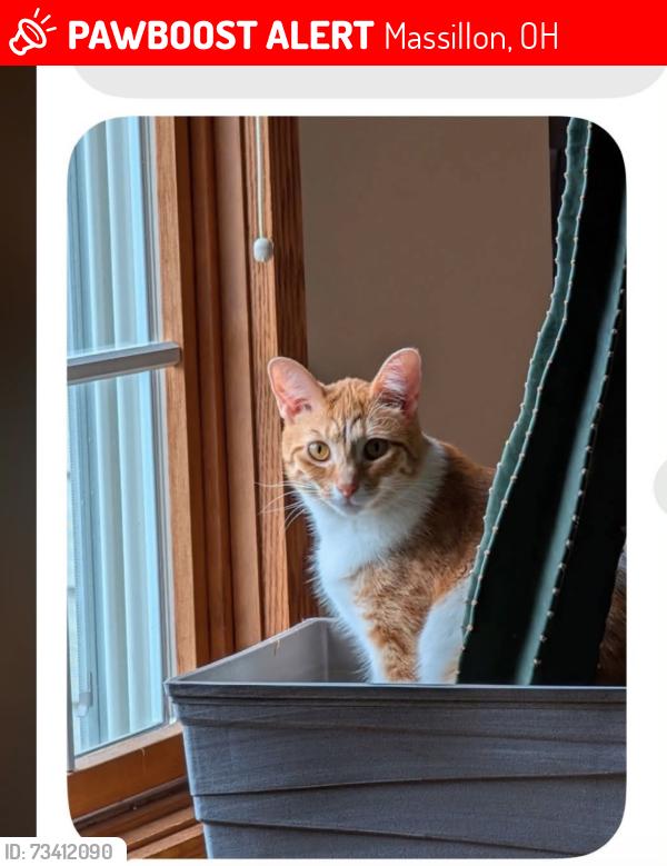 Lost Female Cat last seen Massillon Intermediate school school, Massillon, OH 44647