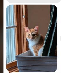Lost Female Cat last seen Massillon Intermediate school school, Massillon, OH 44647