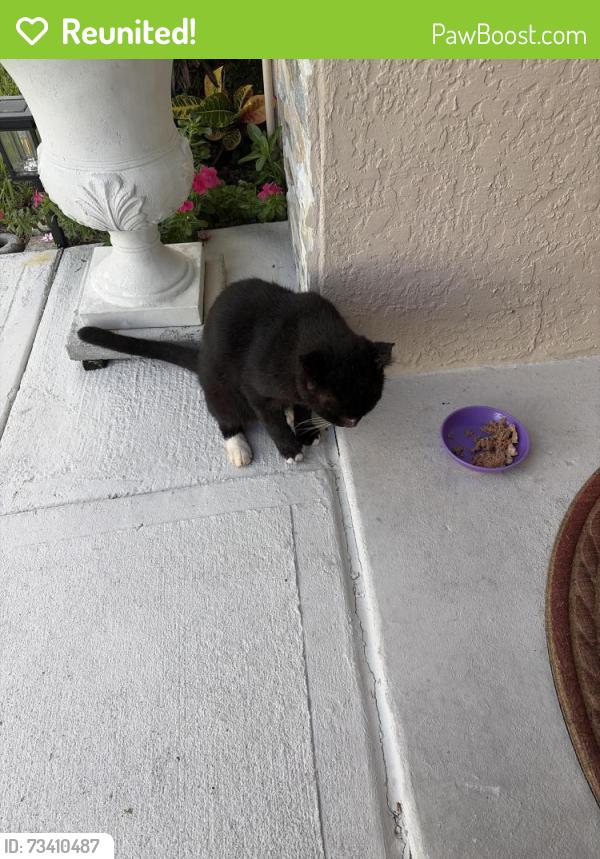 Reunited Male Cat last seen Veronica Ave and Buccaneer, Palm Bay, FL 32907