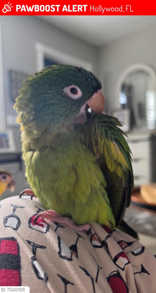Lost Unknown Bird last seen 14th ave, Hollywood, FL 33020