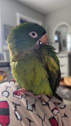 Lost Unknown Bird last seen 14th ave, Hollywood, FL 33020