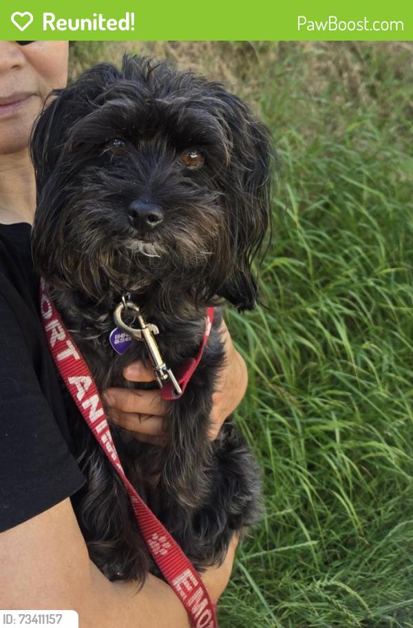 Reunited Female Dog last seen Melrose and Vine running West, Los Angeles, CA 90038