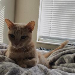 Reunited Female Cat last seen Washington Oaks Neighborhood, Sanford, FL 32771