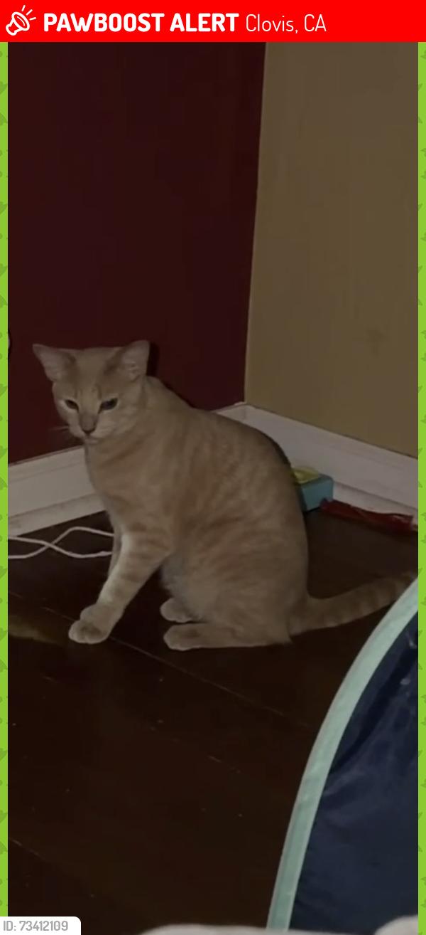 Lost Male Cat last seen Clovis Ave and Shepard ave, Clovis, CA 93619