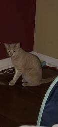 Lost Male Cat last seen Clovis Ave and Shepard ave, Clovis, CA 93619