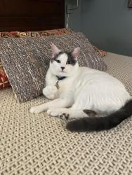 Lost Male Cat last seen Hudson Way and Carrollwood ests Drive, Tampa, FL 33618