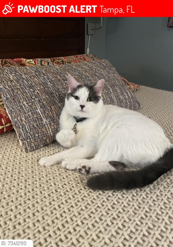 Lost Male Cat last seen Hudson Way and Carrollwood ests Drive, Tampa, FL 33618