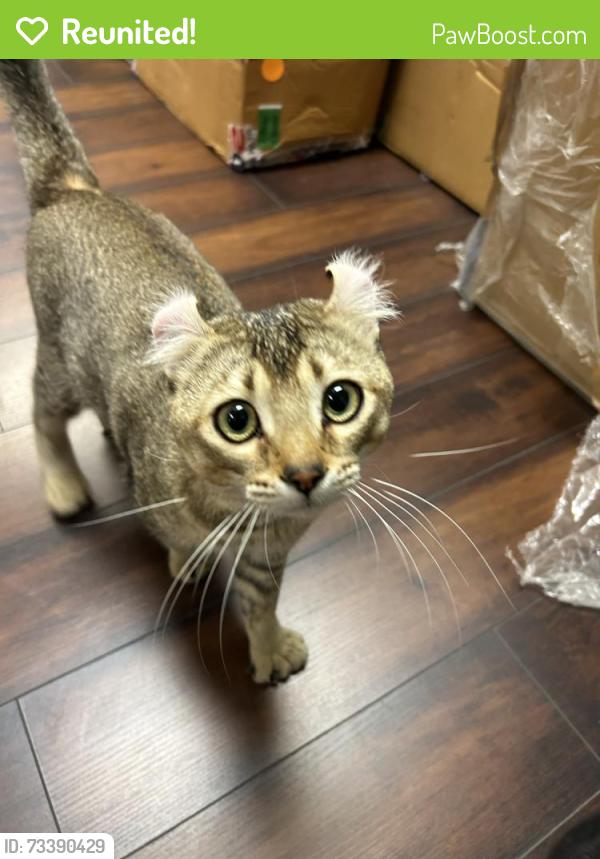 Reunited Male Cat last seen Valerio and Saticoy, Los Angeles, CA 91303