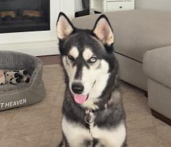 Reunited Female Dog last seen Near bell bottom road, New Straitsville, OH 43766