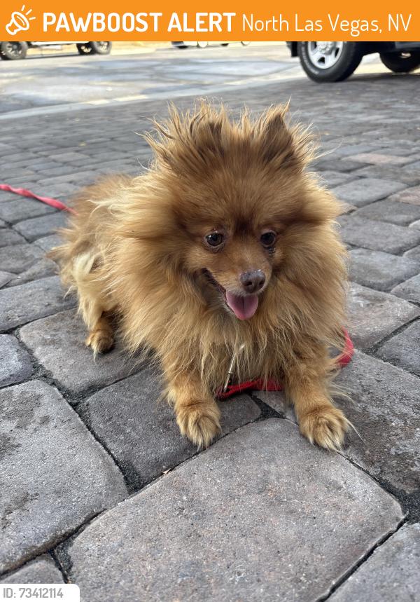 Found/Stray Unknown Dog last seen Martin Luther King, North Las Vegas, NV 89032