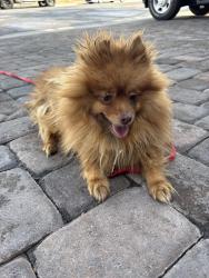 Found/Stray Unknown Dog last seen Martin Luther King, North Las Vegas, NV 89032