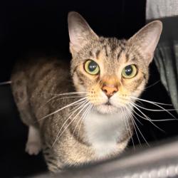 Shelter Stray Female Cat last seen , 3607 N Armenia Ave, Tampa, FL 33607, USA