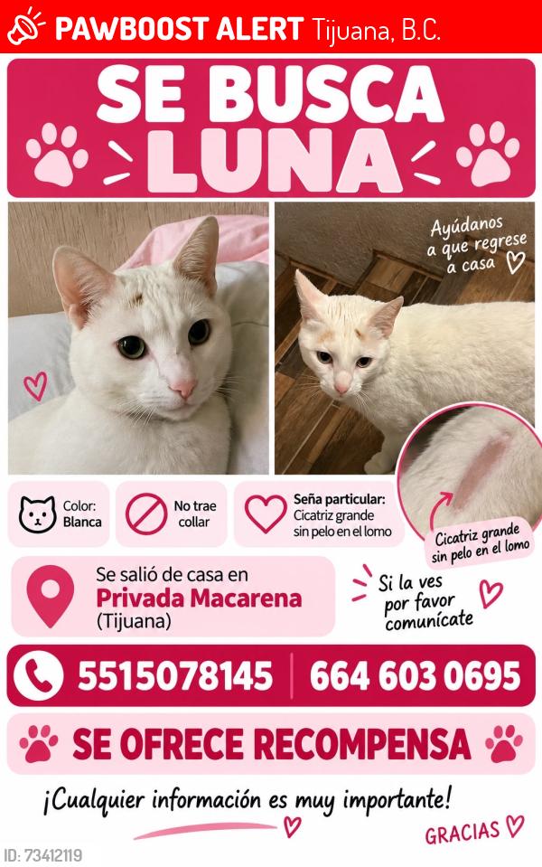 Lost Female Cat last seen Privada Macarena, Tijuana, B.C. 22244