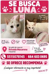 Lost Female Cat last seen Privada Macarena, Tijuana, B.C. 22244