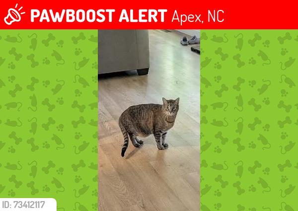 Lost Male Cat last seen Holly Brook neighborhood off Kildaire Farm Rd, Apex, NC 27539