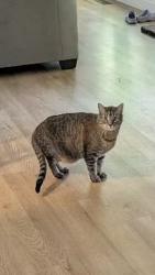 Lost Male Cat last seen Holly Brook neighborhood off Kildaire Farm Rd, Apex, NC 27539