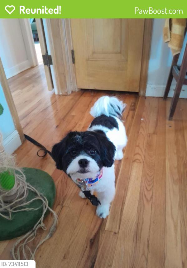 Reunited Male Dog last seen Lyndale Ave and Fairview park, Minneapolis, MN 55411