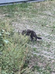 Found/Stray Unknown Cat last seen Near greenway, Minneapolis, MN 55416
