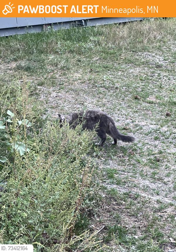 Found/Stray Unknown Cat last seen Near greenway, Minneapolis, MN 55416