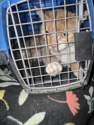 Found/Stray Unknown Cat last seen canyon willow apmts, Las Vegas, NV 89122