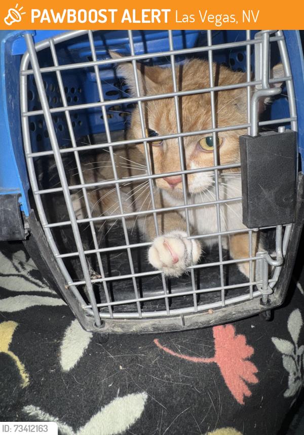 Found/Stray Unknown Cat last seen canyon willow apmts, Las Vegas, NV 89122