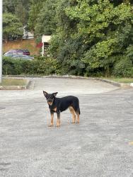Found/Stray Unknown Dog last seen On speedway by shattalon dr and reynolda rd, Winston-Salem, NC 27106