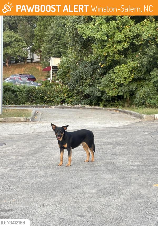 Found/Stray Unknown Dog last seen On speedway by shattalon dr and reynolda rd, Winston-Salem, NC 27106