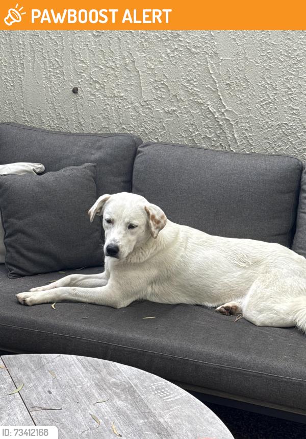 Found/Stray Female Dog last seen Highridge, Rolling Hills Estates, CA 90274