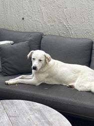 Found/Stray Female Dog last seen Highridge, Rolling Hills Estates, CA 90274