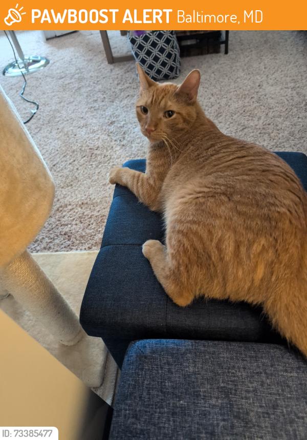 Found/Stray Unknown Cat last seen Near West Lexington St., Baltimore, MD 21201