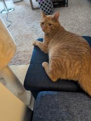 Found/Stray Unknown Cat last seen Near West Lexington St., Baltimore, MD 21201