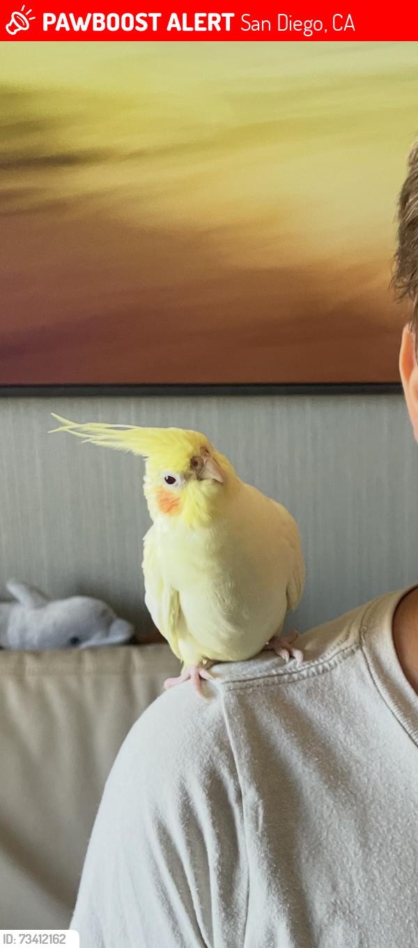 Lost Male Bird last seen Santo Rd Friars Rd, San Diego, CA 92124