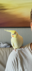 Lost Male Bird last seen Santo Rd Friars Rd, San Diego, CA 92124