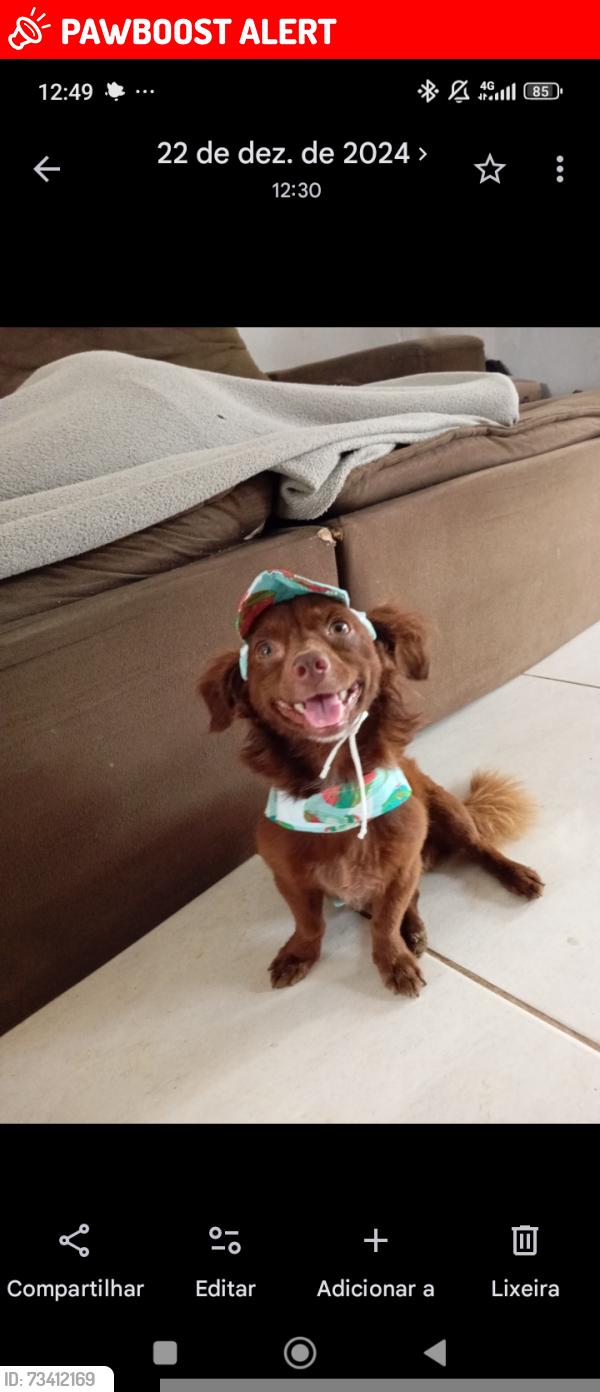 Lost Male Dog last seen Rua itapeva subindo, São José de Imbassai, RJ 24931-110