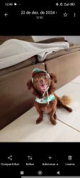 Lost Male Dog last seen Rua itapeva subindo, São José de Imbassai, RJ 24931-110