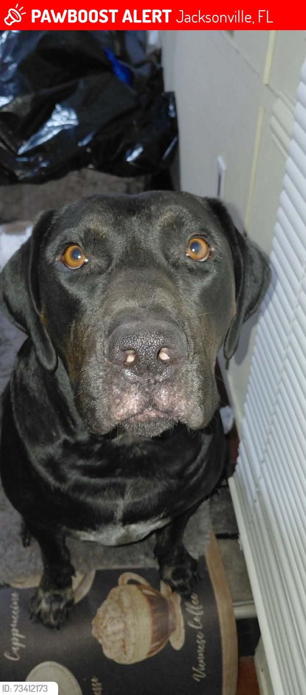Lost Male Dog last seen Alhurst, Jacksonville, FL 32277