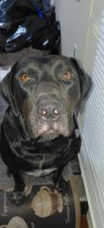 Lost Male Dog last seen Alhurst, Jacksonville, FL 32277