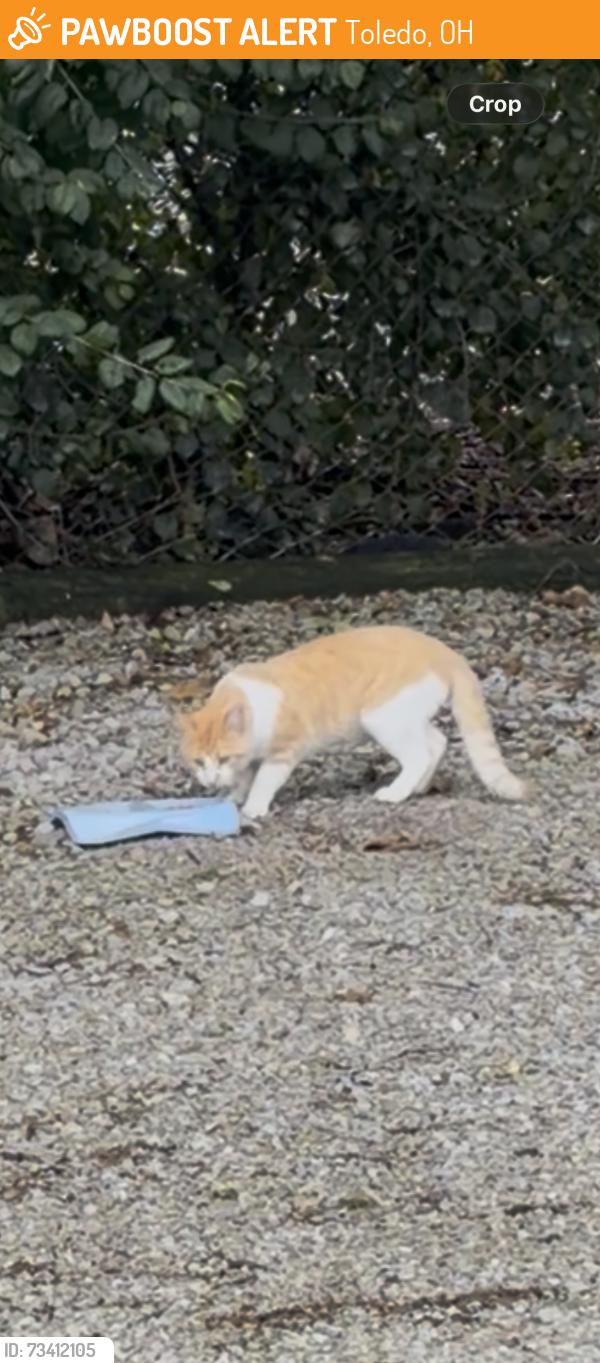 Found/Stray Unknown Cat last seen Near Secor Road, Toledo, OH 43607