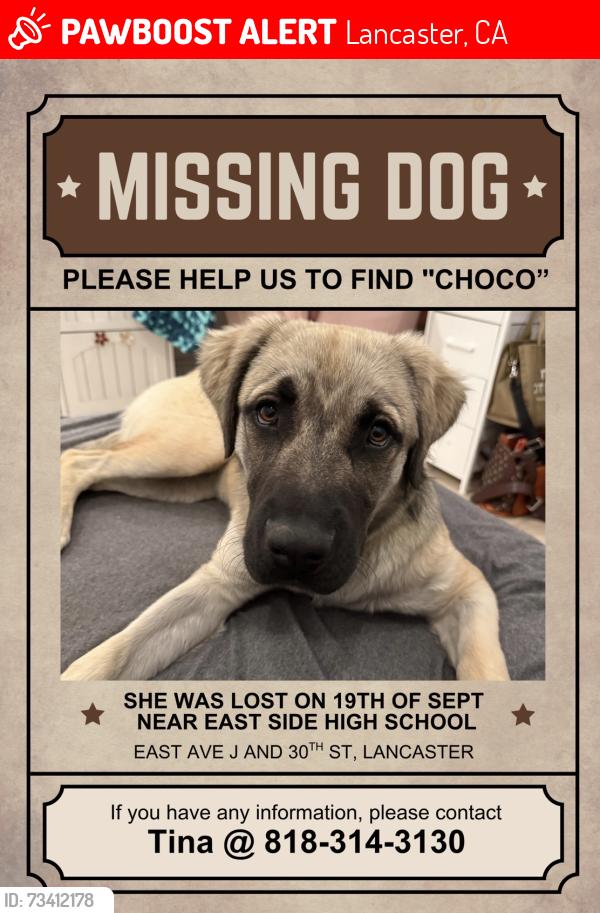 Lost Female Dog last seen Eastside high school, east ave J and 30th st. Lancaster, Lancaster, CA 93535